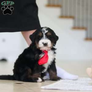 Chico, Mini Bernedoodle Puppy